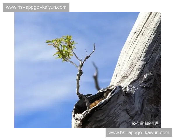 伤病波尔图：逆境中的坚韧与重生